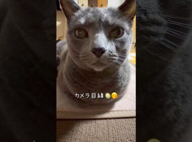 【ロシアンブルー】めろん🍈香箱座りとアンモニャイト💗🥰【猫】#shorts