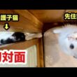 初対面の子猫と先住猫の反応がこうなりました☺️