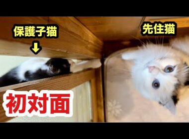 初対面の子猫と先住猫の反応がこうなりました☺️