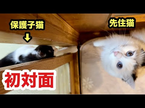 初対面の子猫と先住猫の反応がこうなりました☺️