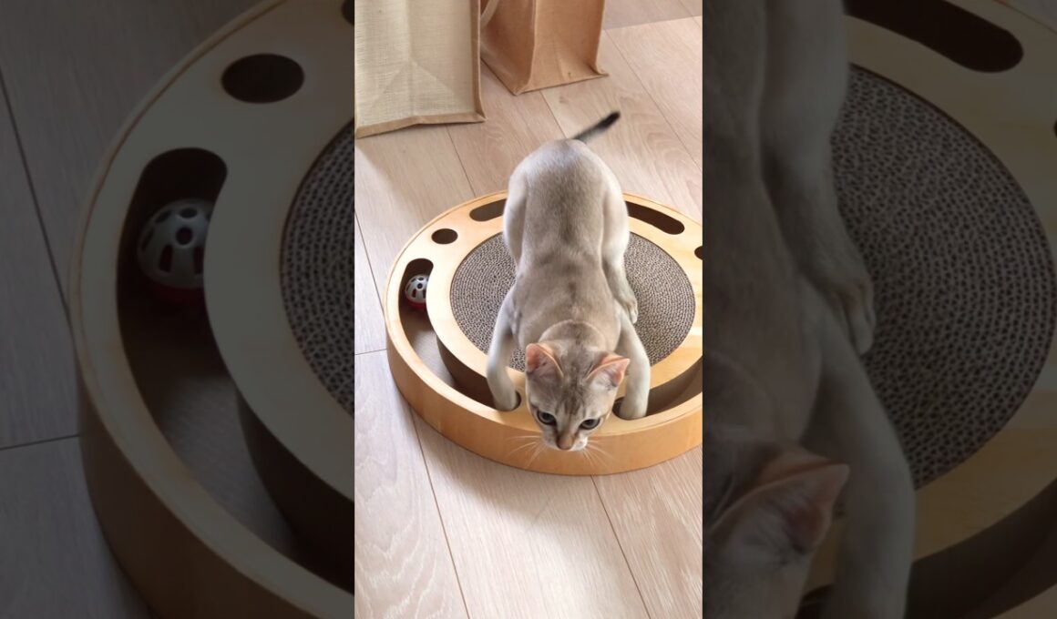 タンタンスターン! #猫 #ねこ #こねこ #猫のいる暮らし #シンガプーラ #cat #catshorts