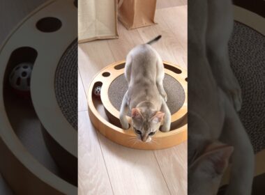 タンタンスターン! #猫 #ねこ #こねこ #猫のいる暮らし #シンガプーラ #cat #catshorts