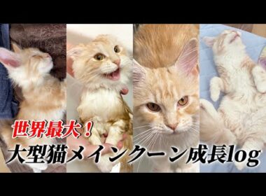 【メインクーン】世界一大きい猫メインクーンの生後3ヶ月〜5ヶ月の成長ショートまとめ①【mainecoon cat】
