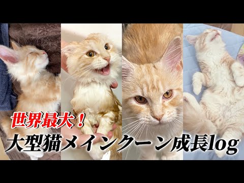 【メインクーン】世界一大きい猫メインクーンの生後3ヶ月〜5ヶ月の成長ショートまとめ①【mainecoon cat】