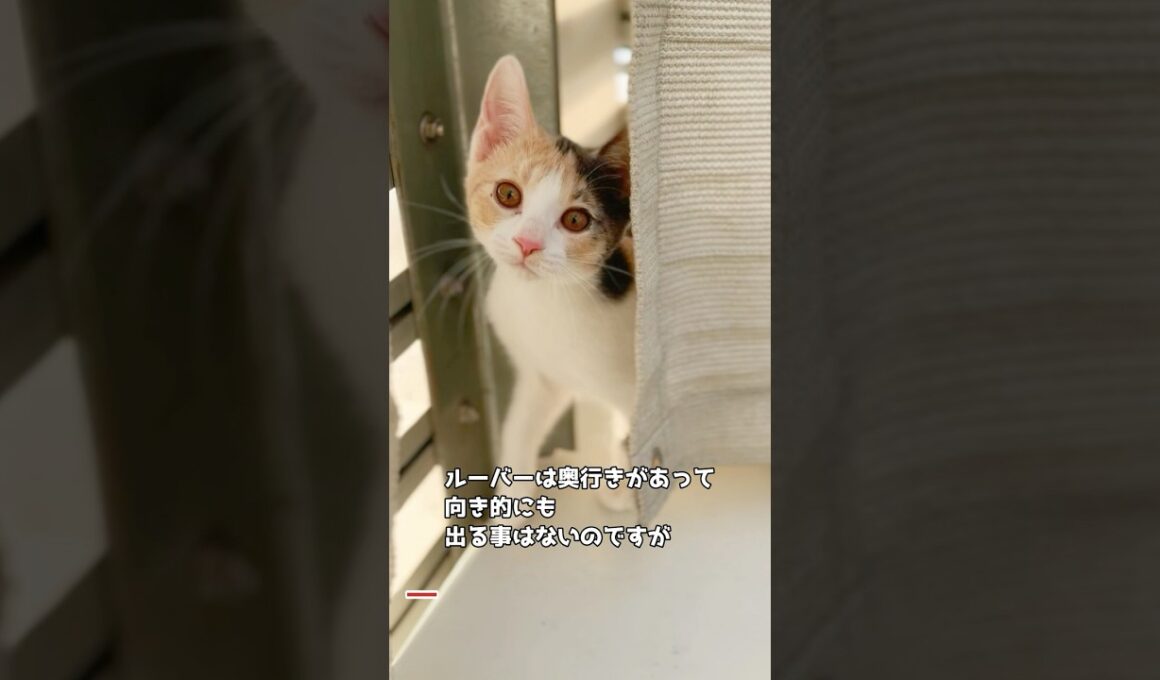 保護子猫ぴよ＆そらん154 #保護猫 #猫 #cat #kitten #子猫 #猫部