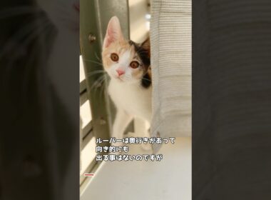 保護子猫ぴよ＆そらん154 #保護猫 #猫 #cat #kitten #子猫 #猫部