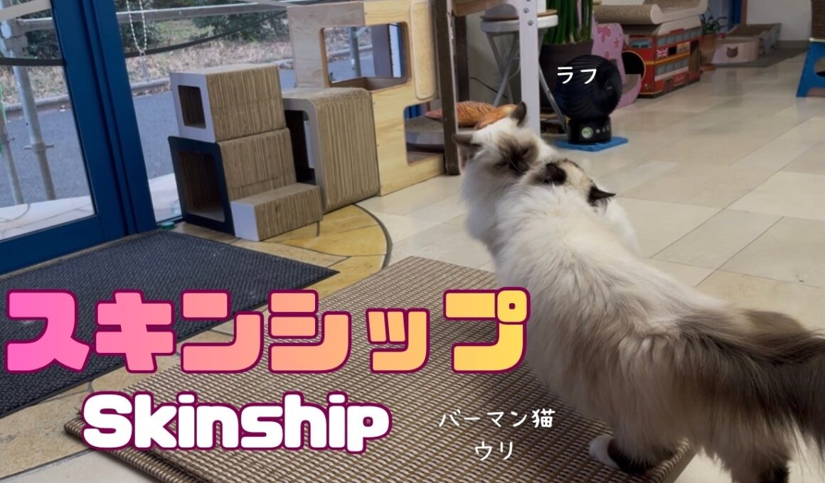 バーマン猫ウリとラフ【スキンシップ】Skinship（バーマン猫）Birman/Cat