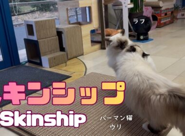 バーマン猫ウリとラフ【スキンシップ】Skinship（バーマン猫）Birman/Cat