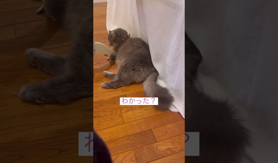 反省だよ #ねこ動画 #アメリカンカール