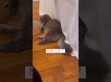 反省だよ #ねこ動画 #アメリカンカール