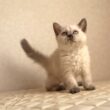 セルカークレックス子猫　Selkirk Rex　2025.12.16産まれ　　ブルーポイント　巻き毛　女の子　シーダキャット猫のお店