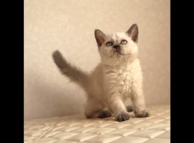 セルカークレックス子猫　Selkirk Rex　2025.12.16産まれ　　ブルーポイント　巻き毛　女の子　シーダキャット猫のお店