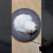 丸い猫 #cat #ねこ #バーマン #子猫 #猫動画 #shorts #birman