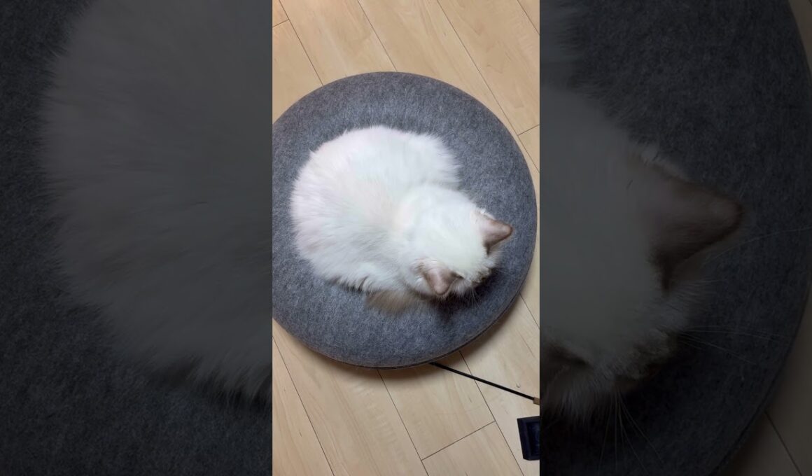丸い猫 #cat #ねこ #バーマン #子猫 #猫動画 #shorts #birman