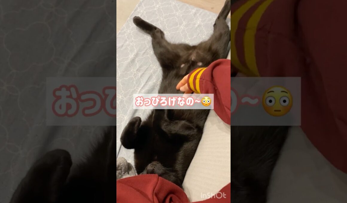 おっぴろげ黒猫ボンベイ　#cat #ねこ #ねこのいる暮らし #ねこのいる生活 #猫 #ねこ動画 #猫好きさんと繋がりたい #かわいい #癒やし #甘えん坊