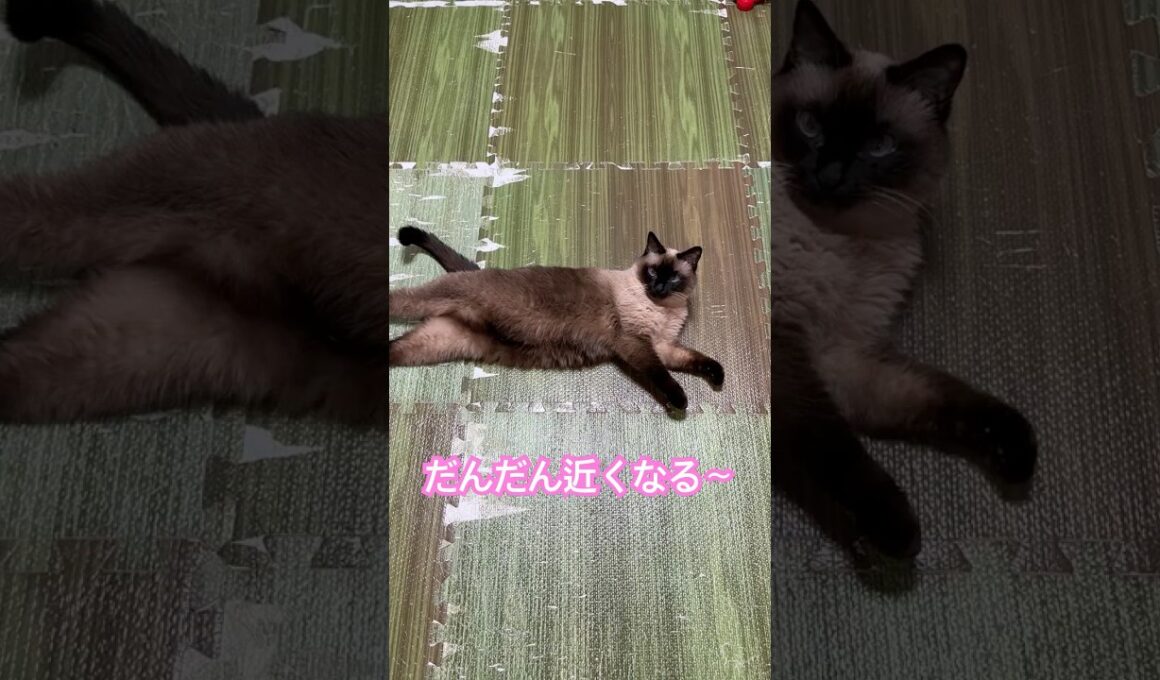 近づくシャム猫のふくさん【たぬき猫】 #cat #しゃむねこ #猫のいる暮らし #猫好きさんと繋がりたい #ねこ #cutecat #cat