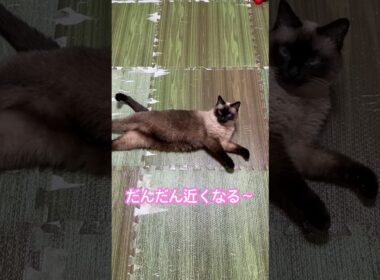 近づくシャム猫のふくさん【たぬき猫】 #cat #しゃむねこ #猫のいる暮らし #猫好きさんと繋がりたい #ねこ #cutecat #cat