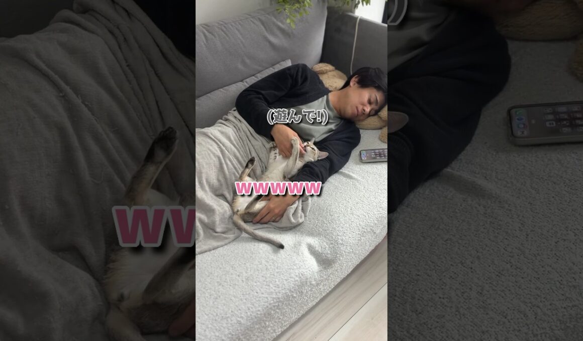 パパと添い寝する猫が可愛すぎたw #子ネコ #cat #猫のいる暮らし #ねこのいる生活 #シンガプーラ