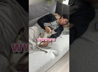 パパと添い寝する猫が可愛すぎたw #子ネコ #cat #猫のいる暮らし #ねこのいる生活 #シンガプーラ