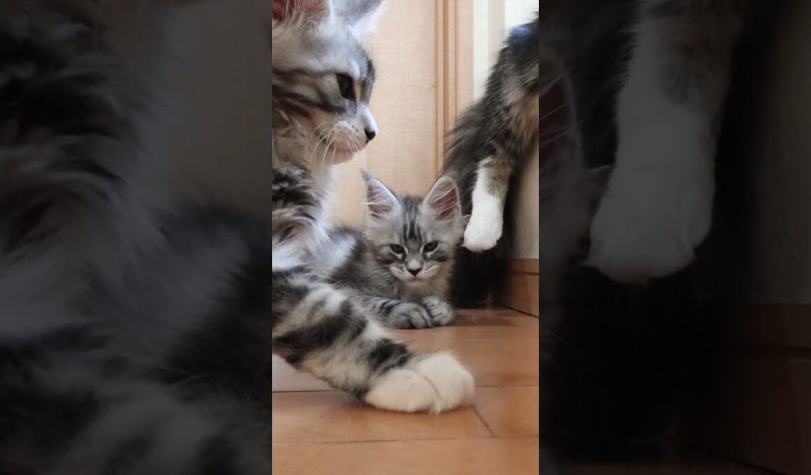 シルバーのメインクーン腕白兄弟