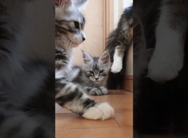 シルバーのメインクーン腕白兄弟