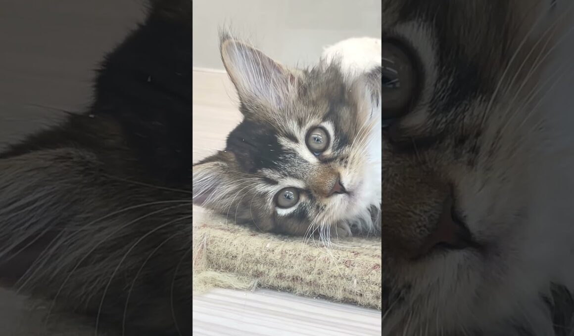 【メインクーン】まったりのんびり♡休日はメイちゃんとほのぼのとして過ごしませんか？#メインクーン #子猫の癒し #大型猫種