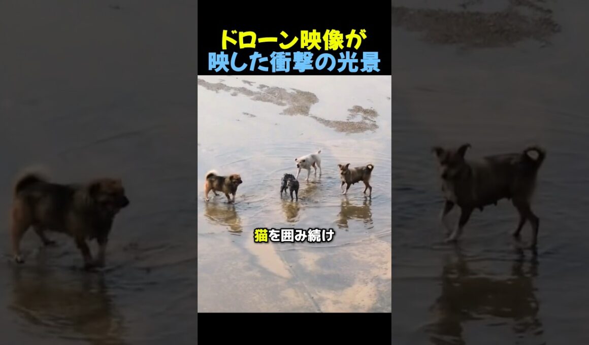 野良犬に囲まれた子猫🐈🐕