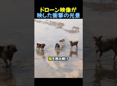 野良犬に囲まれた子猫🐈🐕