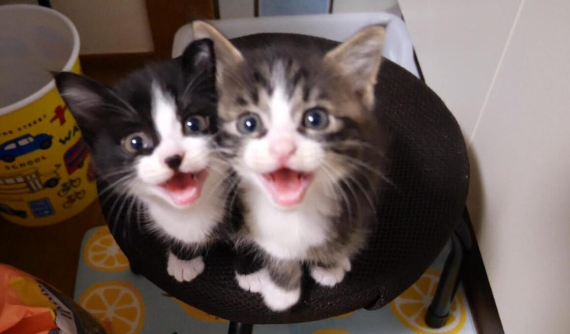 子猫のニャーニャー隊がママに捕まり爪を切られる？【赤ちゃん猫　保護猫】