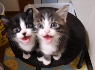 子猫のニャーニャー隊がママに捕まり爪を切られる？【赤ちゃん猫　保護猫】