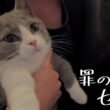 思春期の子猫、手に負えません