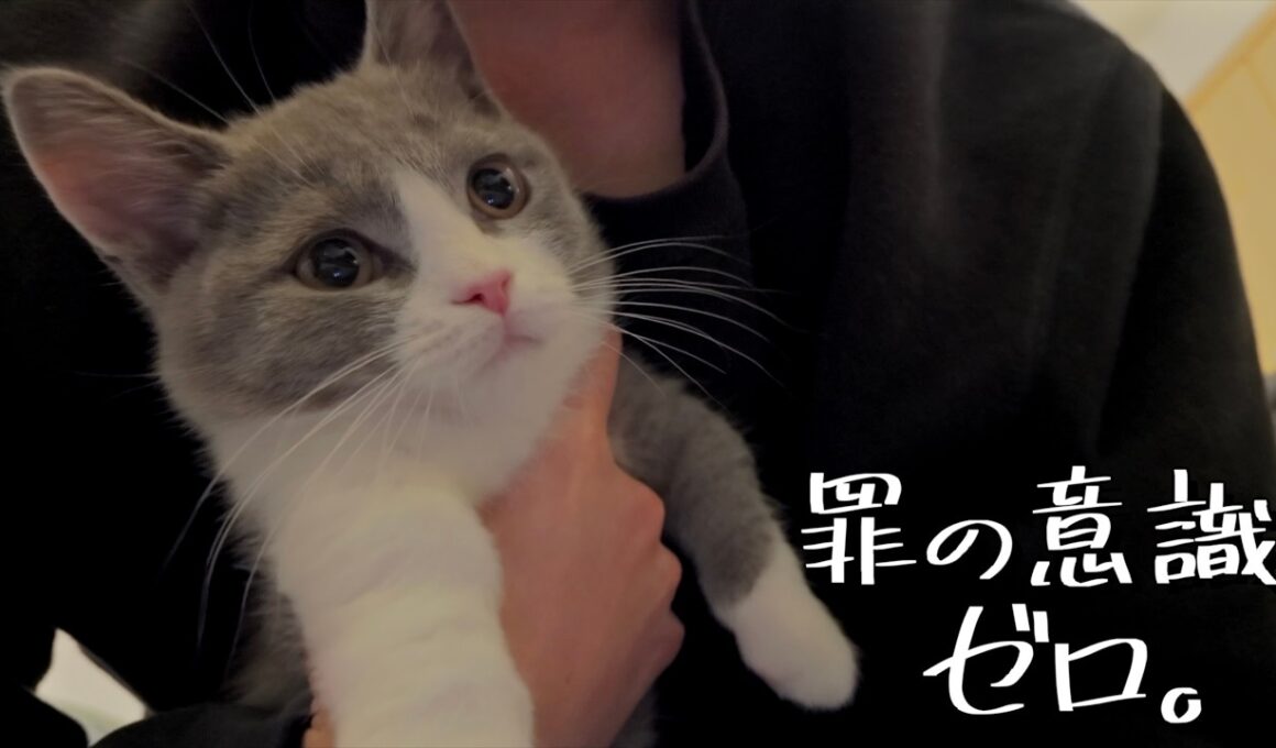 思春期の子猫、手に負えません