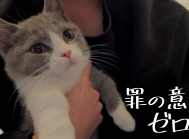 思春期の子猫、手に負えません