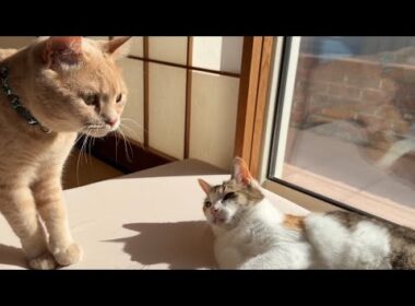 訳あってスコテッシュフォールドの里親になり3週間が経ちました