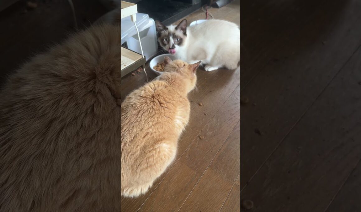 珍しいね。ミヌエットのクリーム、シャム猫のパンダが、一緒に食事。クリーム、食べ終わり、ケージのトンネル潜り