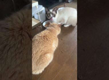 珍しいね。ミヌエットのクリーム、シャム猫のパンダが、一緒に食事。クリーム、食べ終わり、ケージのトンネル潜り