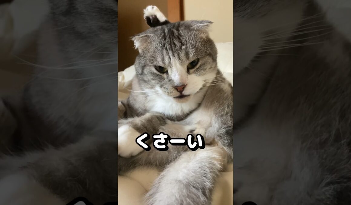 お尻に近づくと… #shorts #猫 #マンチカン #かわいい #癒し