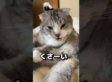 お尻に近づくと… #shorts #猫 #マンチカン #かわいい #癒し