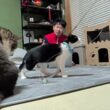 引っ越してきた子猫まもるくん和室ライブ