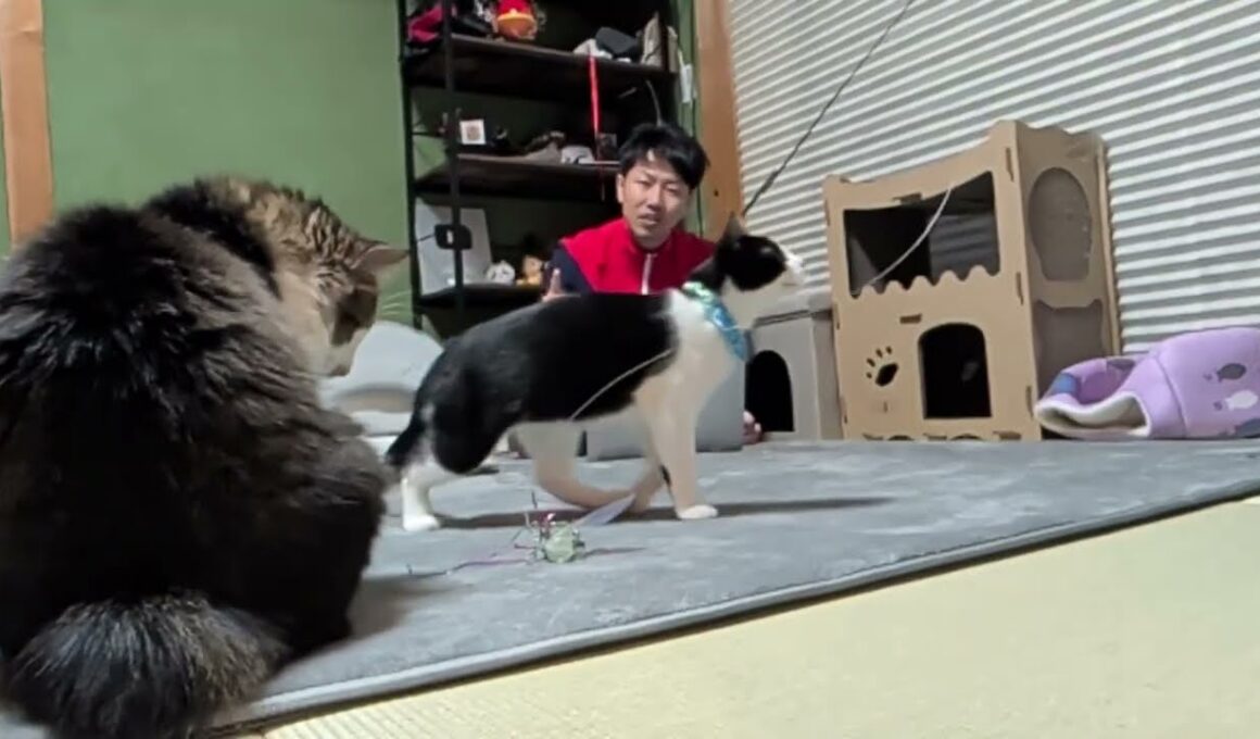 引っ越してきた子猫まもるくん和室ライブ