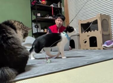 引っ越してきた子猫まもるくん和室ライブ