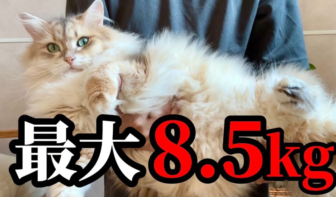サイベリアンはどれくらい大きくなる？最大8.5kgのリアルなサイズ