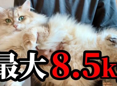 サイベリアンはどれくらい大きくなる？最大8.5kgのリアルなサイズ