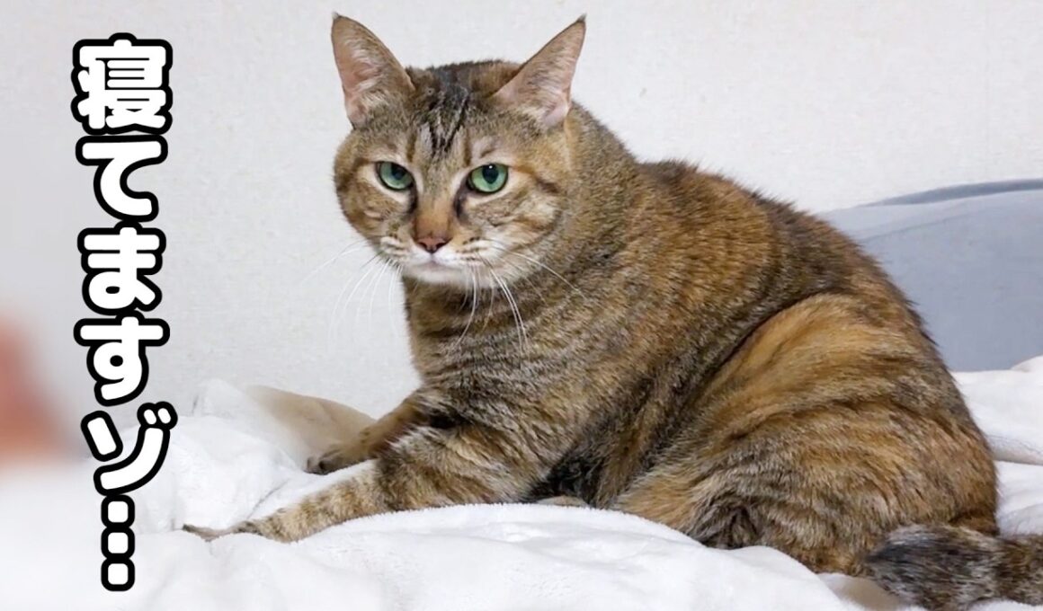 飼い主が寝た後にもっと甘えたい猫の行動に癒されました…笑