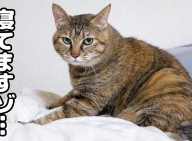 飼い主が寝た後にもっと甘えたい猫の行動に癒されました…笑