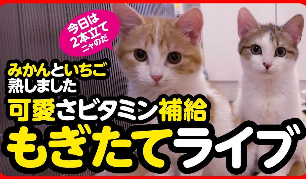 🔴かわいさビタミン補給！もぎたてライブ🍓🍊