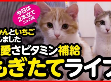 🔴かわいさビタミン補給！もぎたてライブ🍓🍊