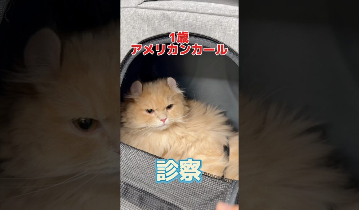 便が緩くて吐いててご飯を食べない1歳のアメリカンカールが動物病院にやって来た！