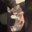 これがラガマフィン！ぬいぐるみみたいな超甘えんぼう猫🐱✨ #ラガマフィン#猫好き #かわいい猫 #猫