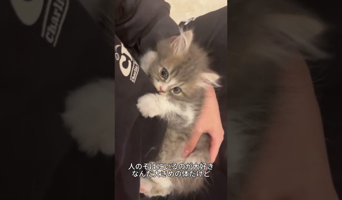 これがラガマフィン！ぬいぐるみみたいな超甘えんぼう猫🐱✨ #ラガマフィン#猫好き #かわいい猫 #猫